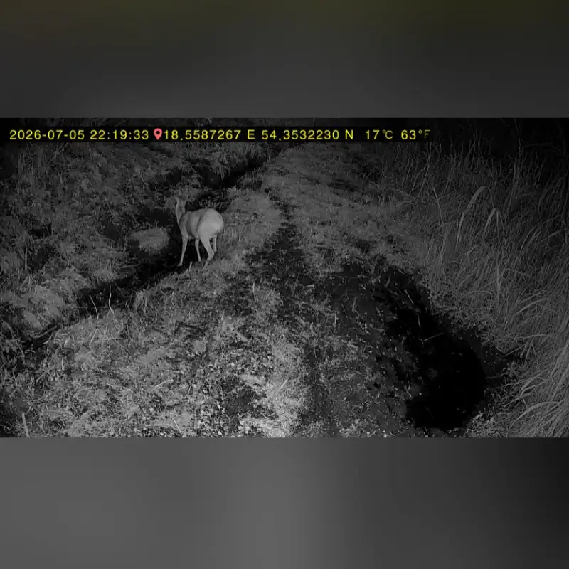 Fotopułapka nocna IR 940 nm LEMON FOX